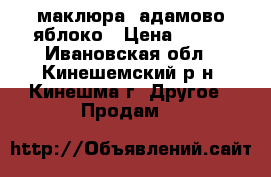 маклюра- адамово яблоко › Цена ­ 100 - Ивановская обл., Кинешемский р-н, Кинешма г. Другое » Продам   